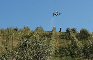 drone in volo su un'oliveta