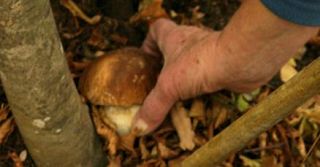 mano raccoglie un fungo