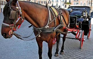 Una carrozzella trainata da un cavallo
