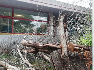 albero spezzato davanti alla scuola