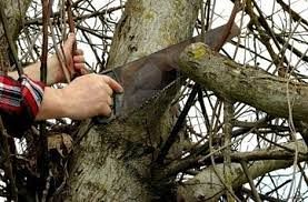 taglio albero