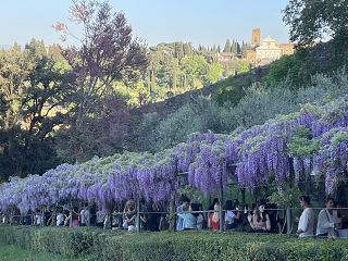 Il glicine fiorito di Villa Bardini - foto Blue Lama