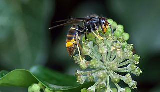 La vespa velutina o calabrone asiatico