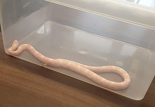 Il Serpente del Grano catturato a Livorno