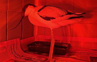 L'Avocetta ricoverata al Cruma di Livorno