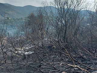 Il bosco bruciato all'Argentario