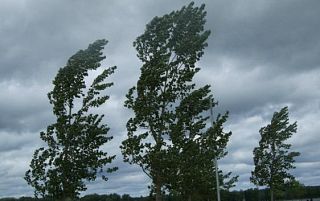 alberi al vento