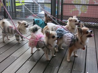 Cani con tutù e vestitini a Tokyo - foto Blue Lama
