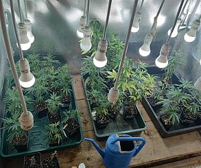 La coltivazione di marijuana