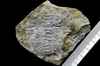 Risalente antichi fossili