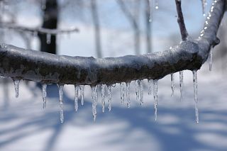 ghiaccio su un ramo