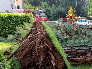 crollo albero vigili fuoco