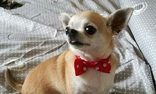 incontri Chihuahua