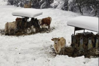 bovini nella neve