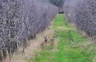 Uno dei lupi avvistati a Civitella