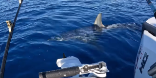 Lo squalo Mako a ridosso della barca