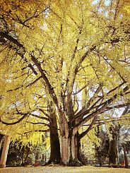 albero giallo oro