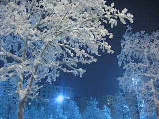 albero ghiacciato di notte