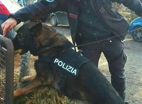 cane antidroga della polizia