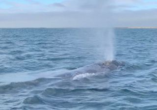 Una balena grigia nel mare della Baja California