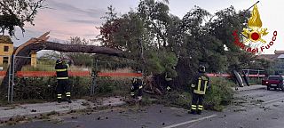 L'albero caduto in strada