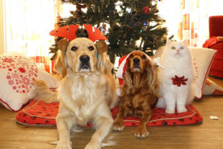 animali sotto l'albero di Natale