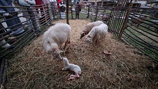 L'agnellino appena nato nel presepe vivente di Gricignano