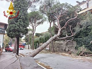 Uno degli alberi caduti nel Pistoiese