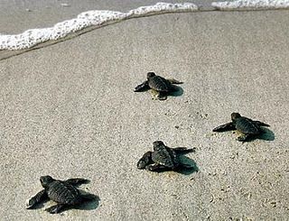 La presa del mare di alcune tartarughine