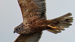Un falco di palude