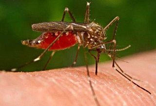 La zanzare che diffonde la malaria