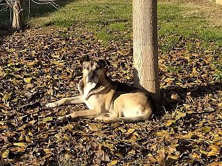 Il cane Nero è morto di paura per i botti all'interno del suo box in canile