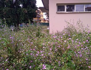 i fiori e l'erba alta nel giardino delle scuole del Giglilo