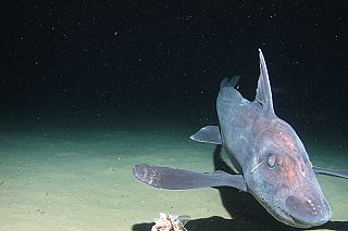 Una chimera che nuota sul fondo dell’Oceano Pacifico