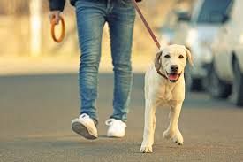 cane a passeggio