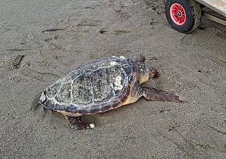 tartaruga caretta morta