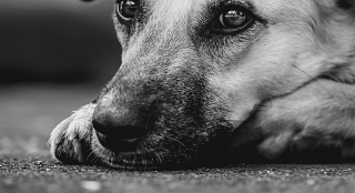 cane