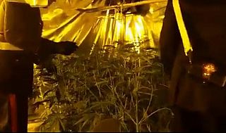 carabinieri con piante di marijuana