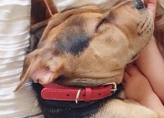 cane dorme con un bambino