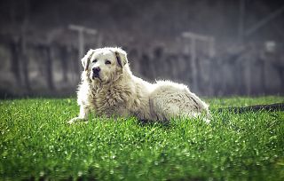 Un cane pastore maremmano abruzzese in foto d'archivio