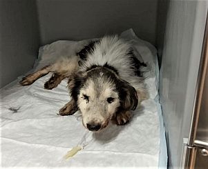 Il cane si trova ora nella clinica dell'associazione Animali a 4 zampe onlus, dove i volontari provano a salvargli la vita e a fargli passare quel che gli resta in modo sereno