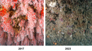 L'immagine della colonia corallina nel 2017 e nel 2023