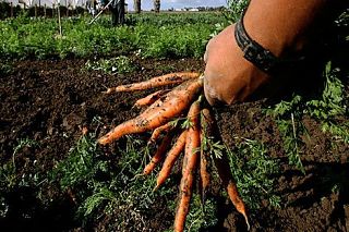 raccolta delle carote