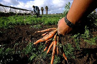 persona raccoglie carote