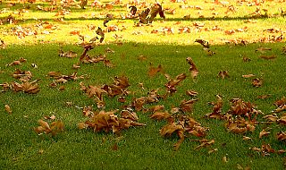 foglie al vento