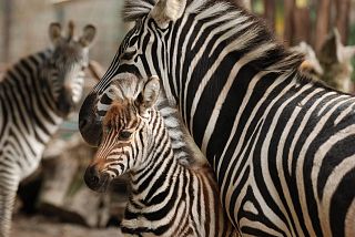 Le zebre allo zoo di Pistoia
