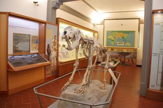 Il Museo Paleontologico empolese