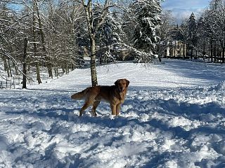 Un cane su un prato coperto di neve a Vallombrosa
