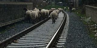 pecore sui binari