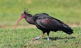 Un ibis eremita